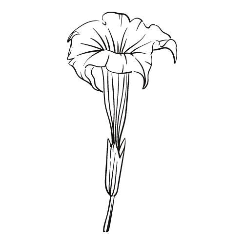 Blumen Vorlagen für Fineline Tattoo