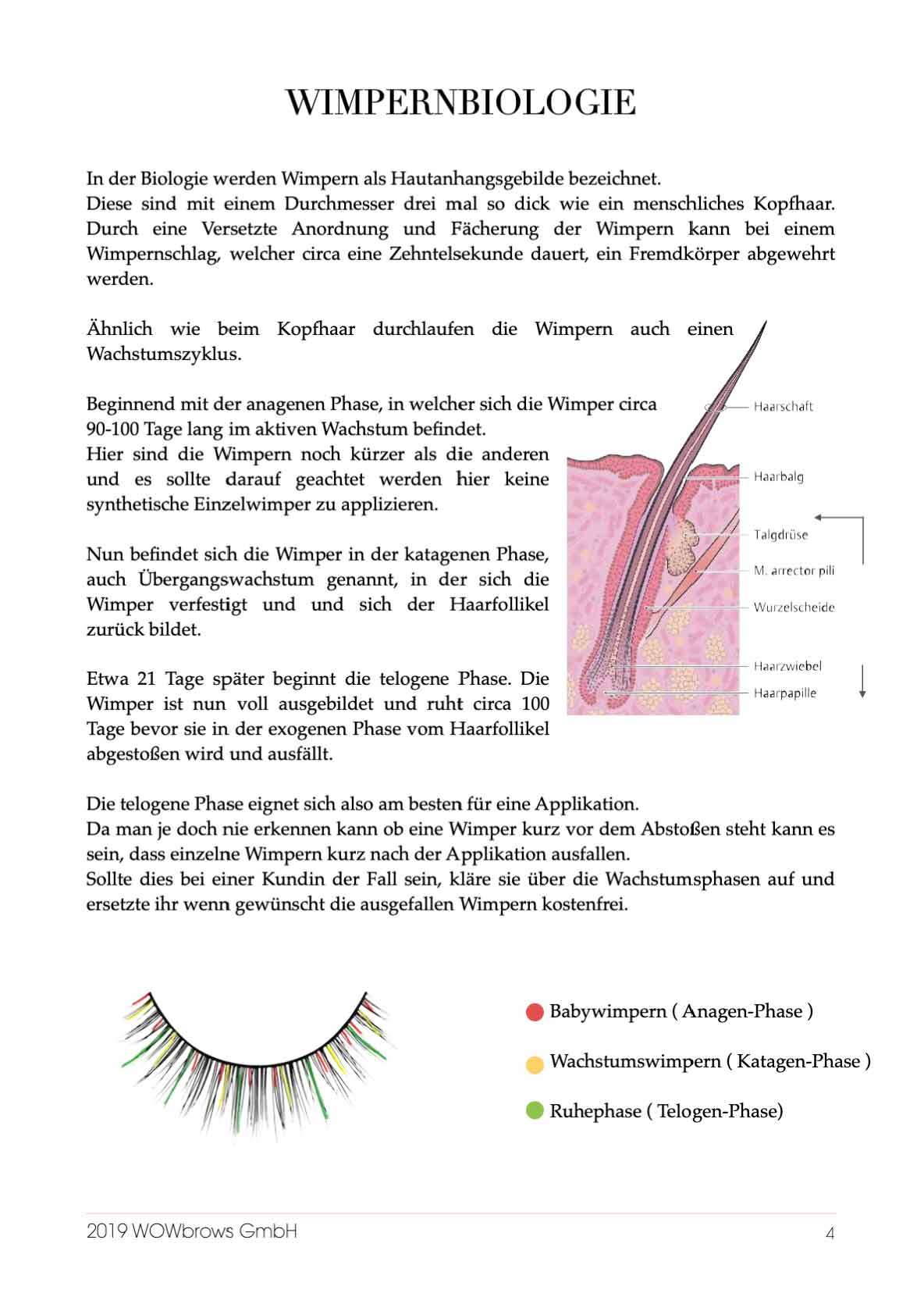 Aufbau einer Wimper aus dem Handbuch für Wimpernverlängerung von WOWbrows